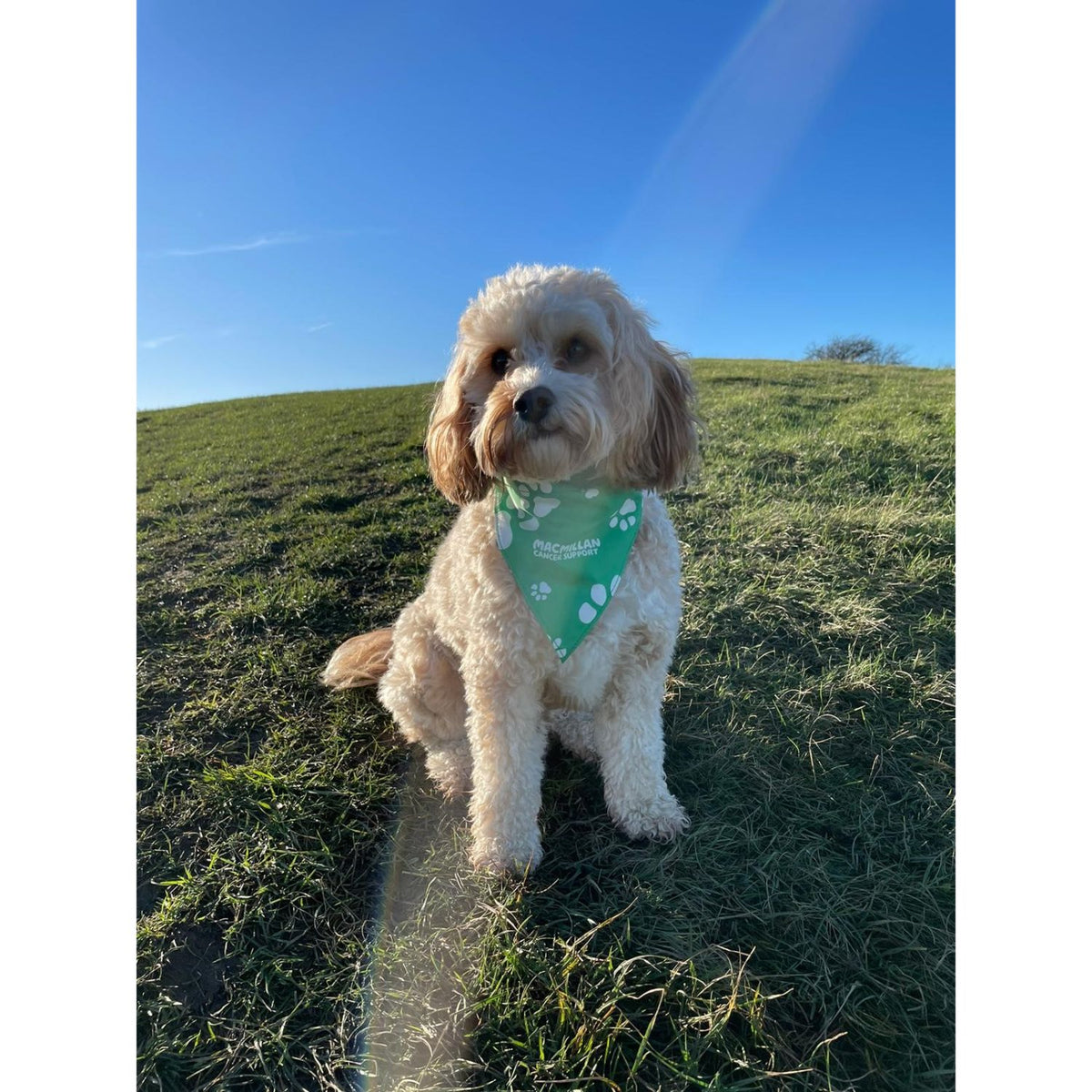 Emotional support 2025 animal bandana