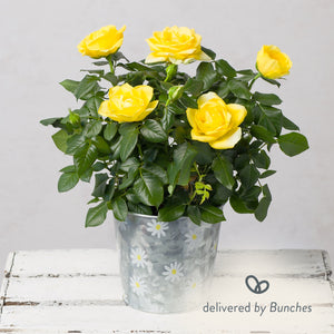 Yellow Rose in Zinc Daisy Pot