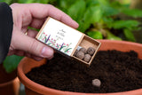 Wildflower Personalised Seedball Box