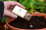 Gold Bee Personalised Seedball Box
