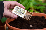 Flower Explosion Personalised Seedball Box