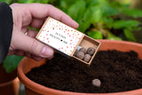 Flowerfetti Personalised Seedball Box