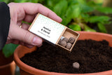 Green Confetti Personalised Seedball box