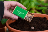 Macmillan Personalised Seedball Box