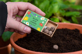 Posie Personalised Seedball Box