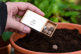Silver Confetti Personalised Seedball Box