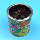 Seedball Wildflower Grow Kit - Forget-me-not