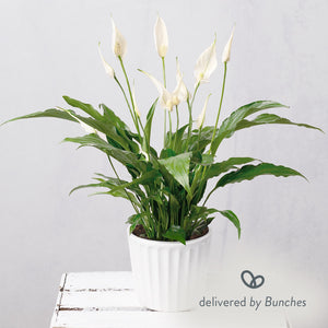 Peace Lily  in Ceramic Pot