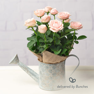 Pink Rose in Zinc Watering Can