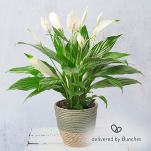 Peace Lily