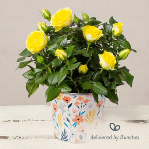 Yellow Rose in Floral Zinc Pot